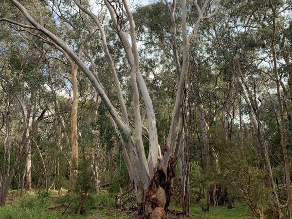 A Ramble Amongst the Remnant River Red Gums